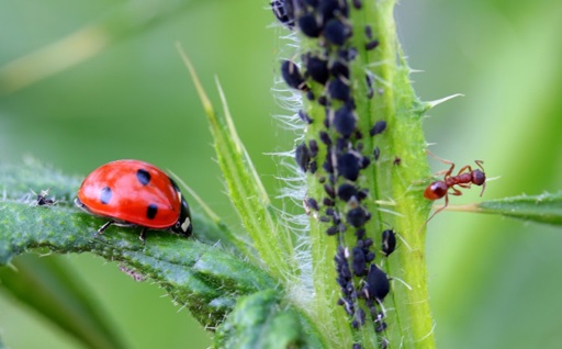 Black bugs on stem with ladybug